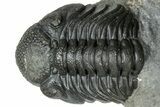 Scabriscutellum Trilobite With Morocops - Multi-Toned Shell #300563-2